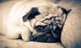 巴哥最新爆料事件视频,揭秘事件背后惊人真相