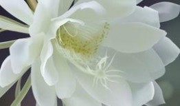 昙花哥爆料内容大全最新,揭秘娱乐圈最新动态与幕后故事