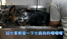 狼狗最新爆料视频播放网站,揭秘热门视频网站幕后真相